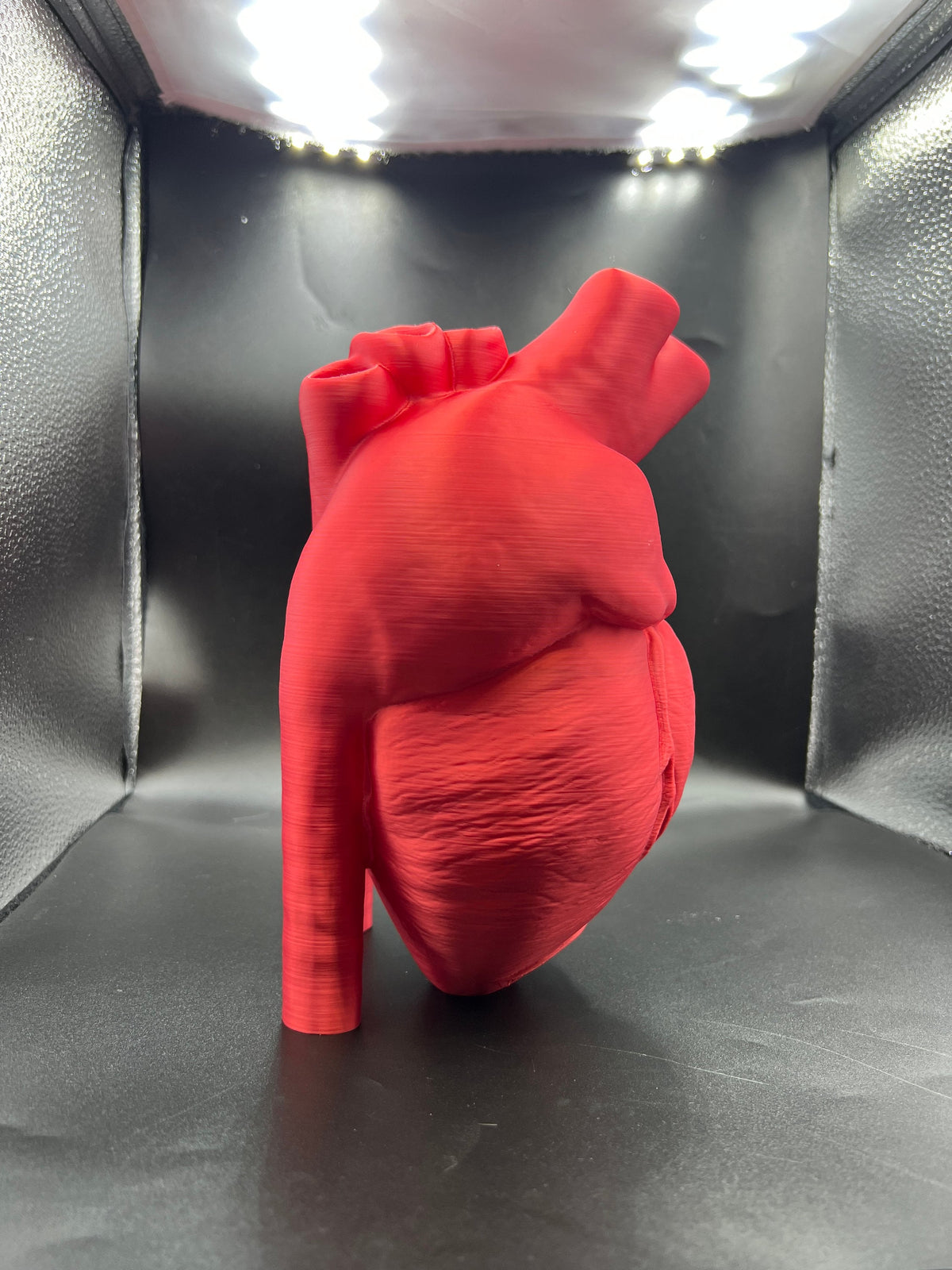 Anatomical Heart Vase
