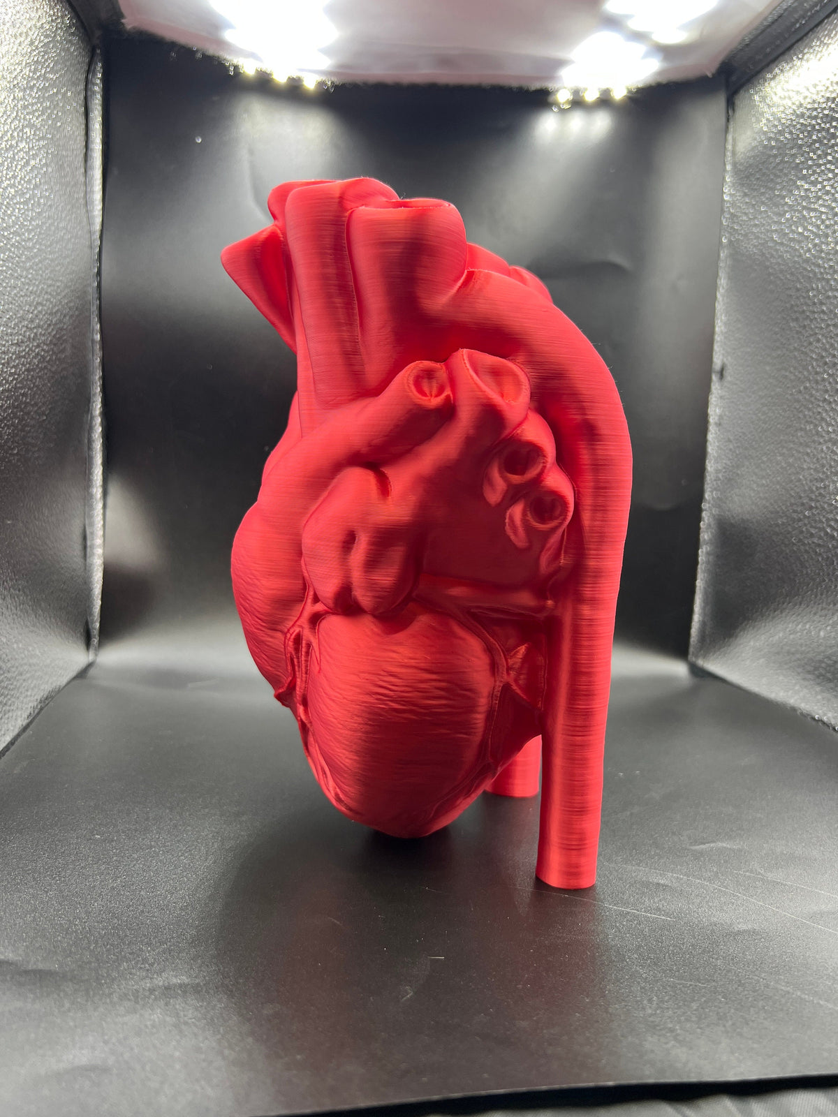 Anatomical Heart Vase